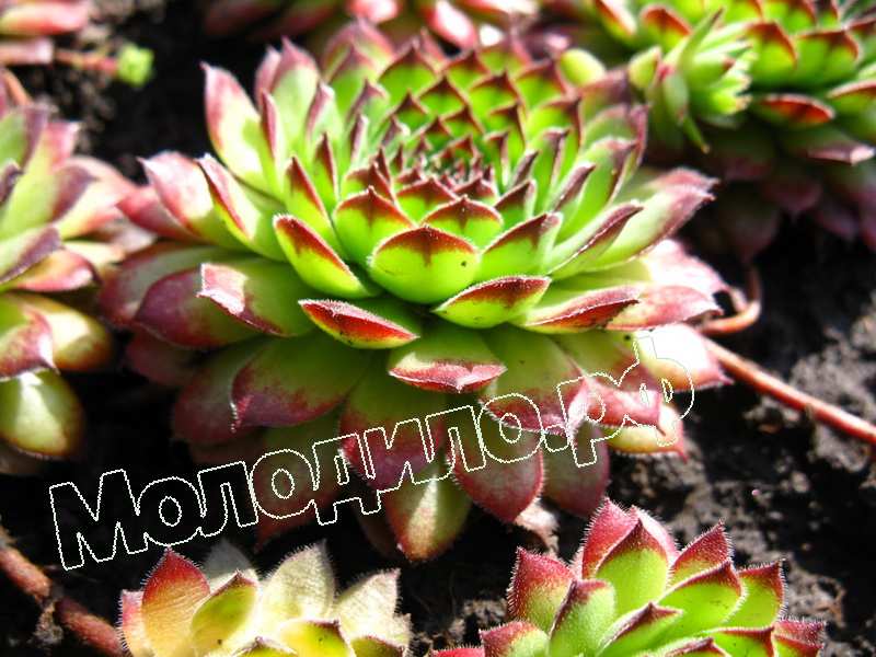 Sempervivum