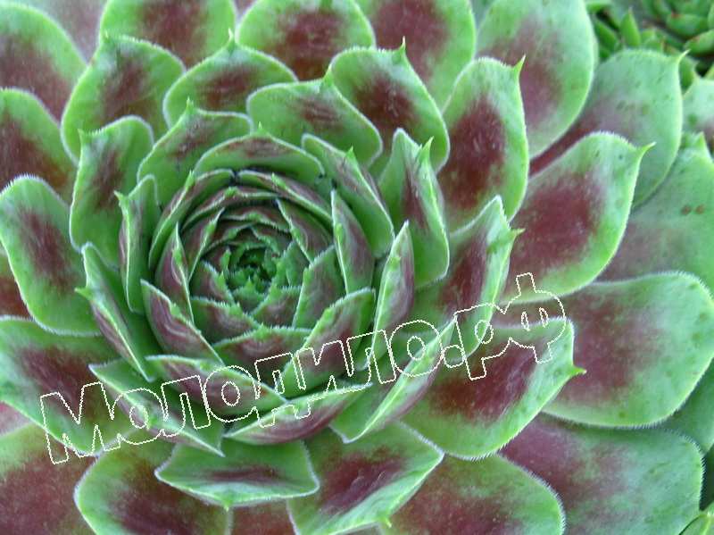 Sempervivum