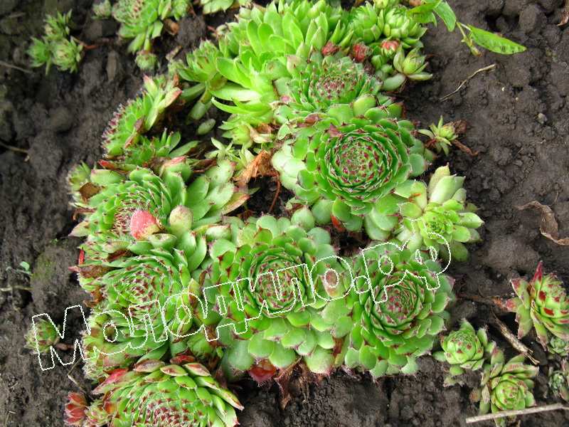 Sempervivum