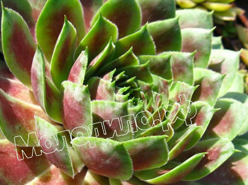 Sempervivum