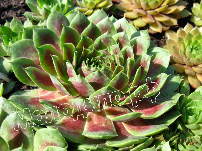 Sempervivum