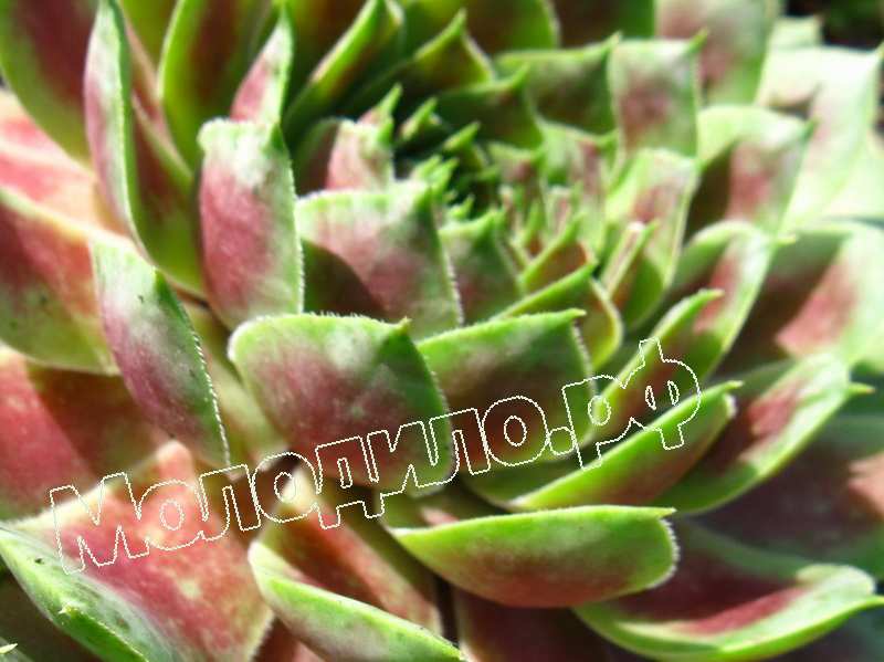 Sempervivum