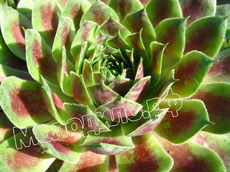 Sempervivum