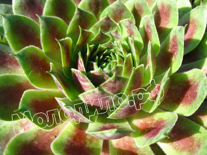 Sempervivum