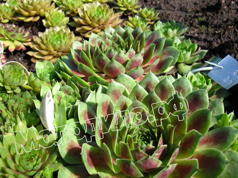 Sempervivum