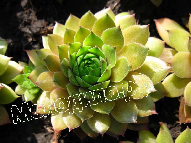 Sempervivum