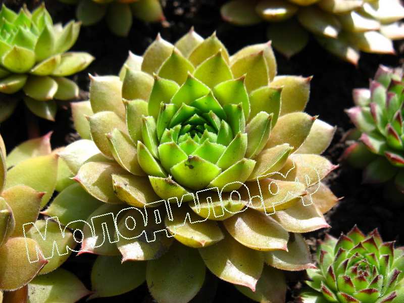 Sempervivum