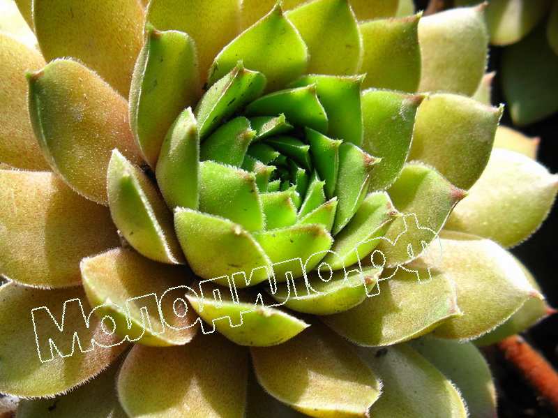 Sempervivum