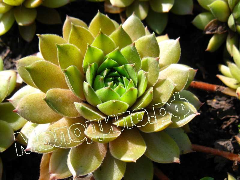 Sempervivum