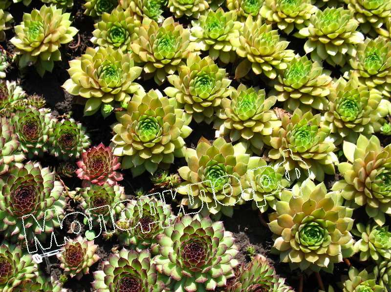 Sempervivum