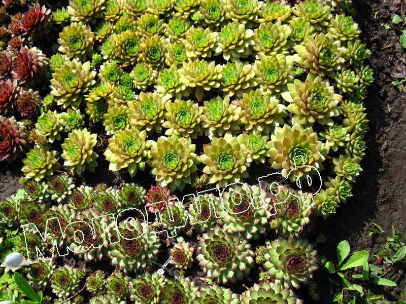 Sempervivum