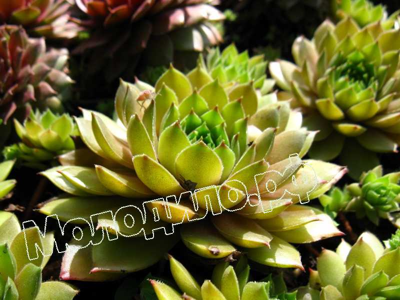 Sempervivum