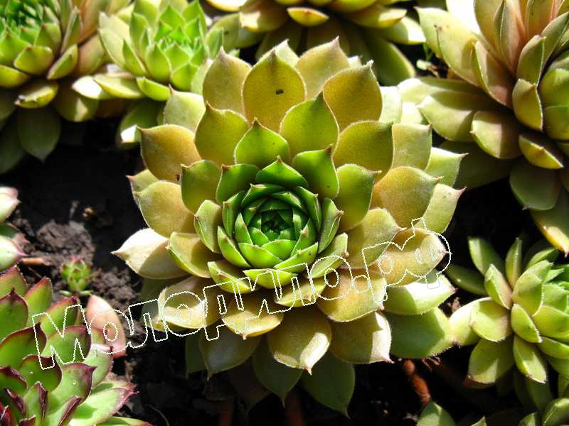 Sempervivum