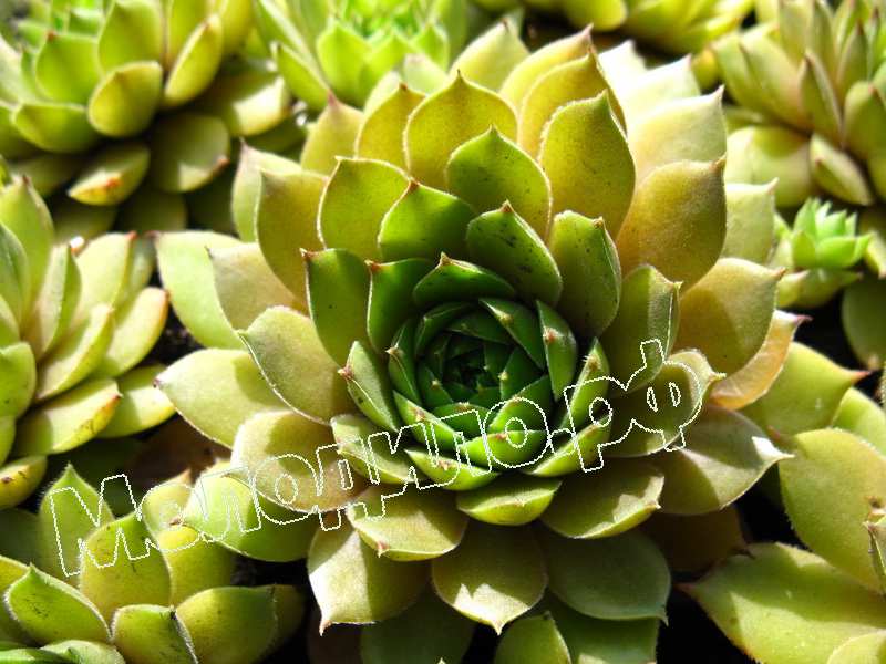 Sempervivum