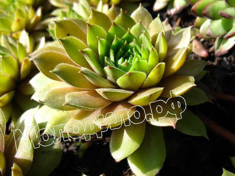 Sempervivum