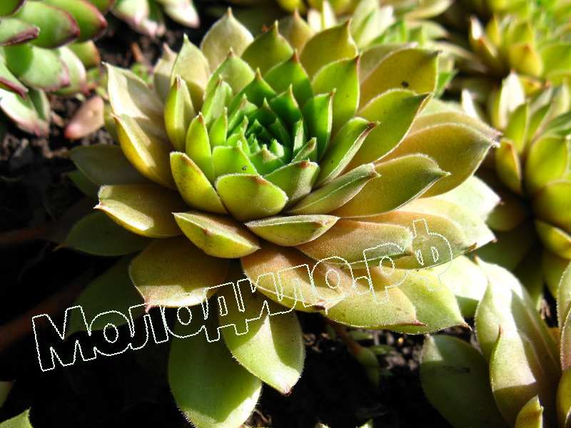 Sempervivum