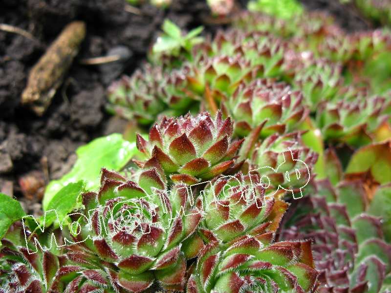 Sempervivum