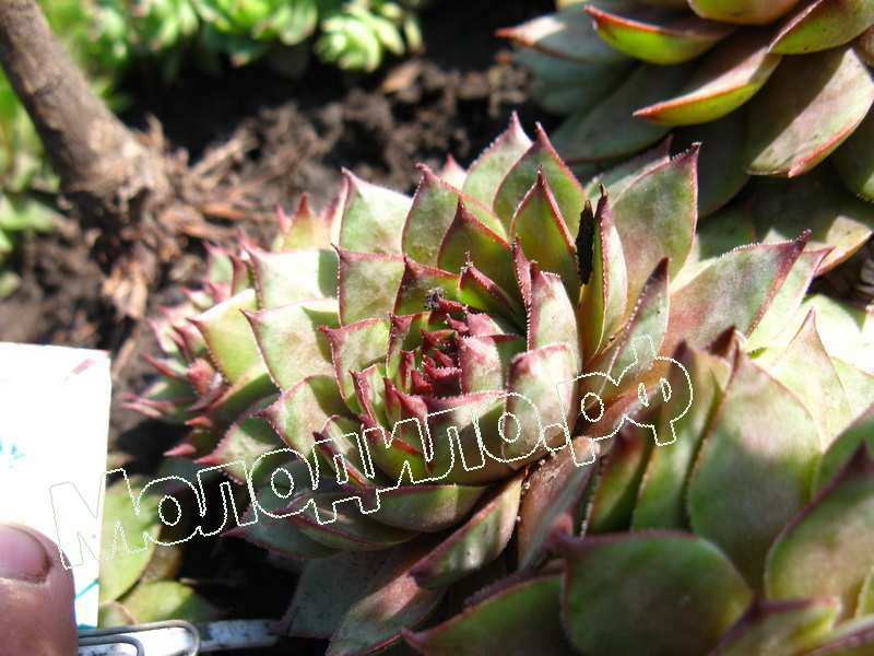 Sempervivum