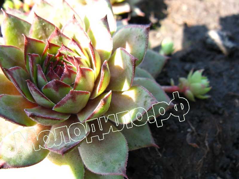 Sempervivum