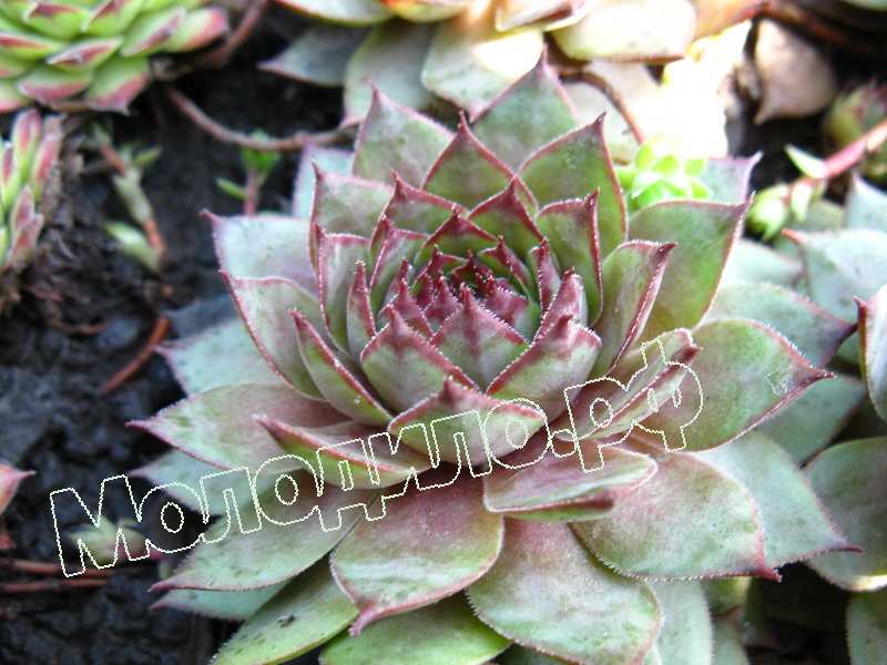 Sempervivum