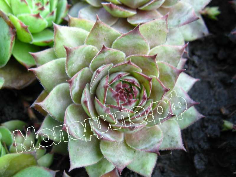 Sempervivum