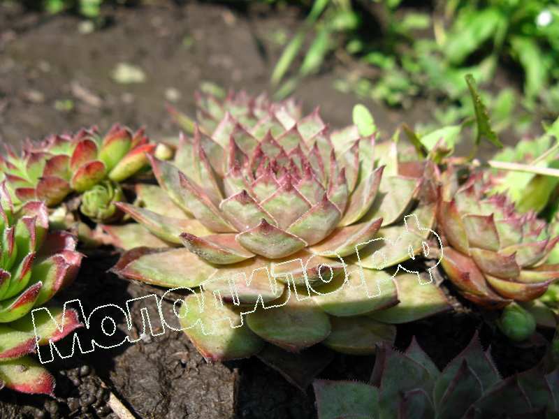 Sempervivum