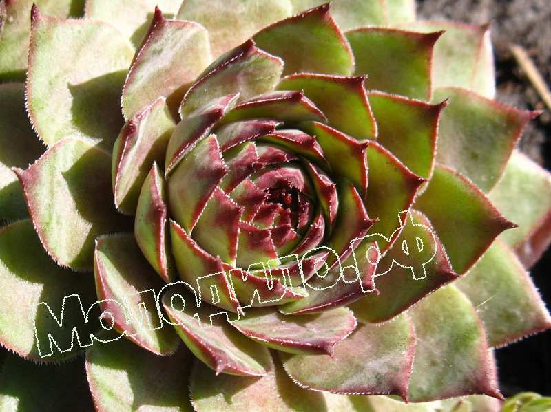 Sempervivum