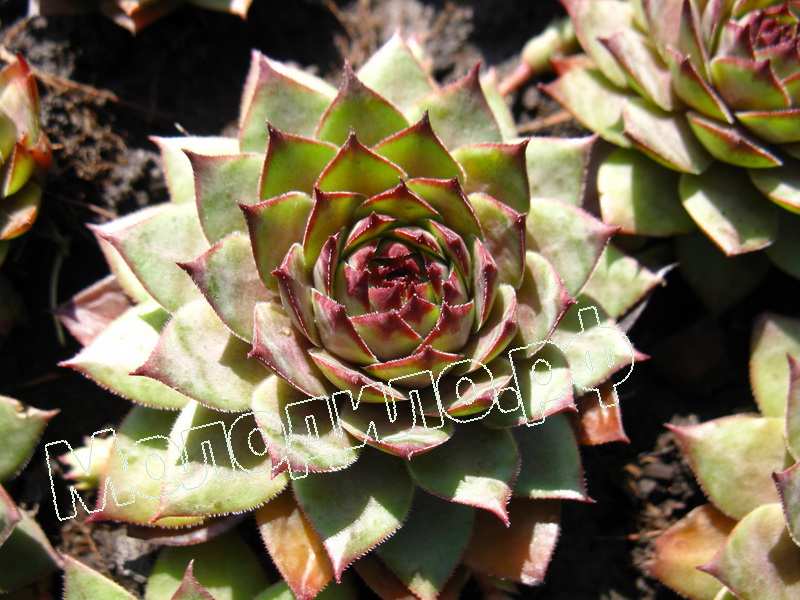 Sempervivum