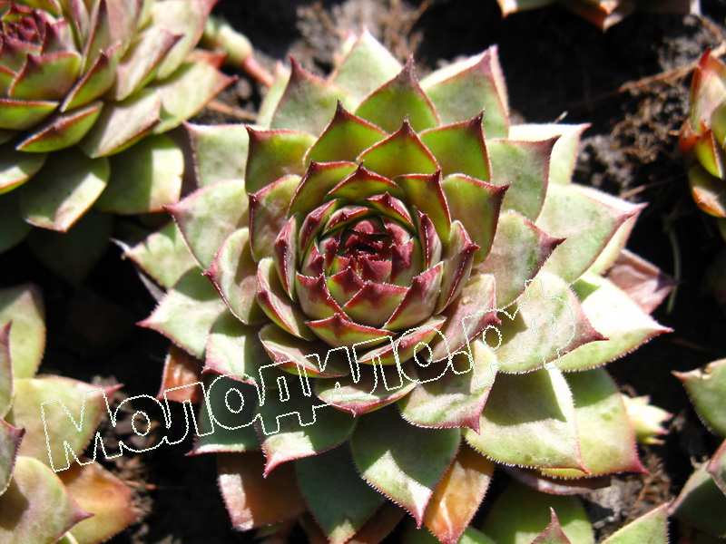 Sempervivum