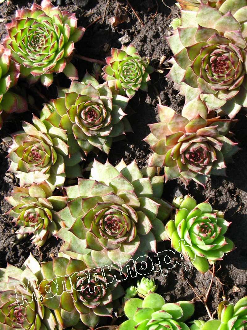 Sempervivum