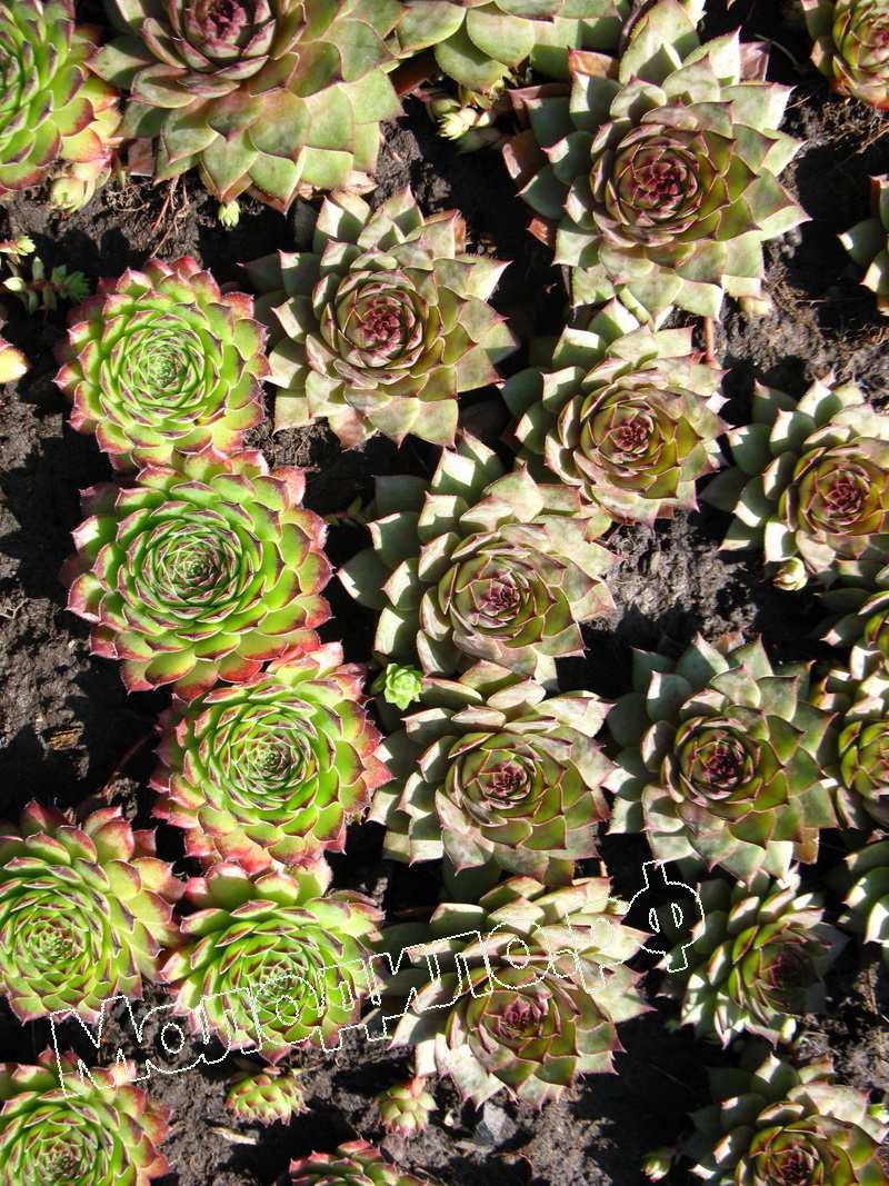 Sempervivum