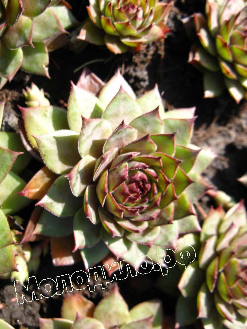 Sempervivum