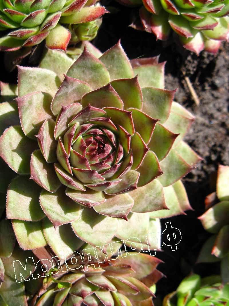 Sempervivum