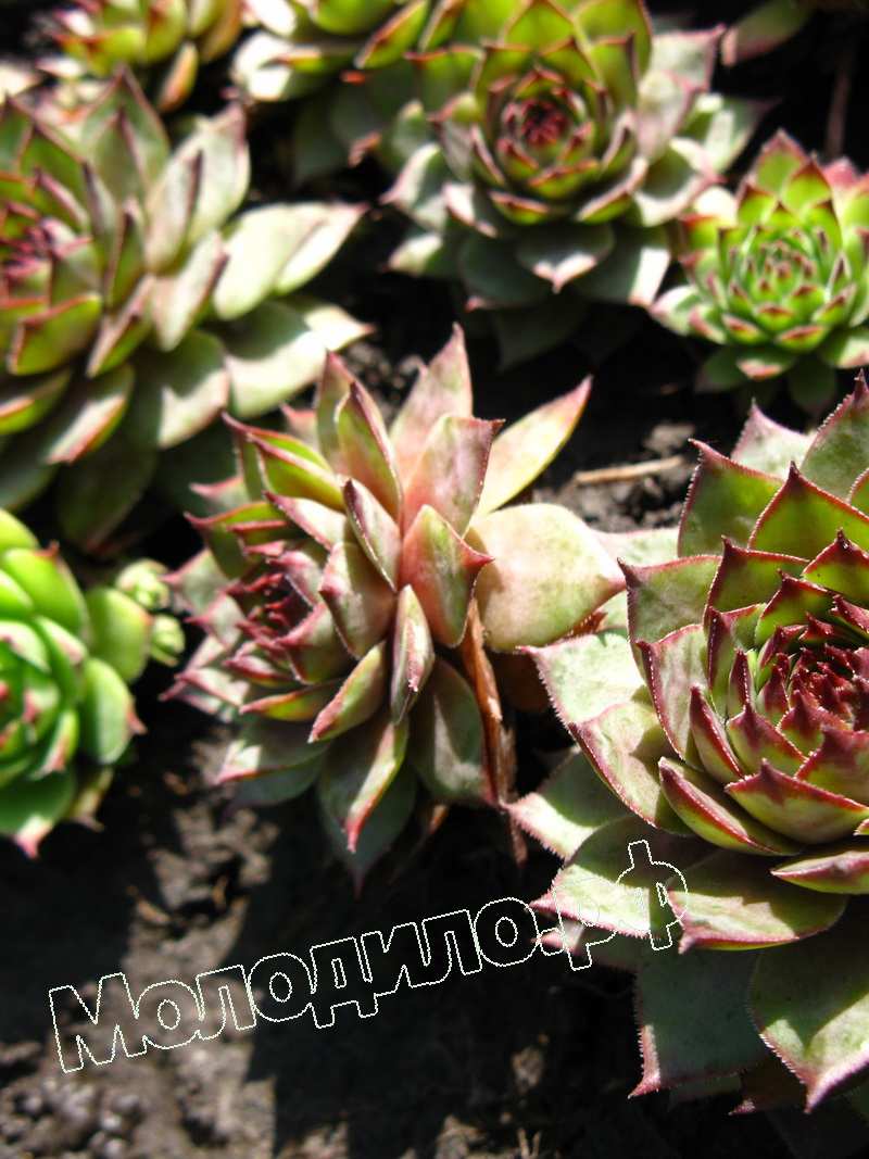 Sempervivum