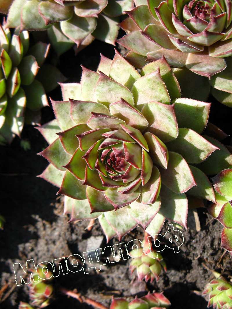 Sempervivum