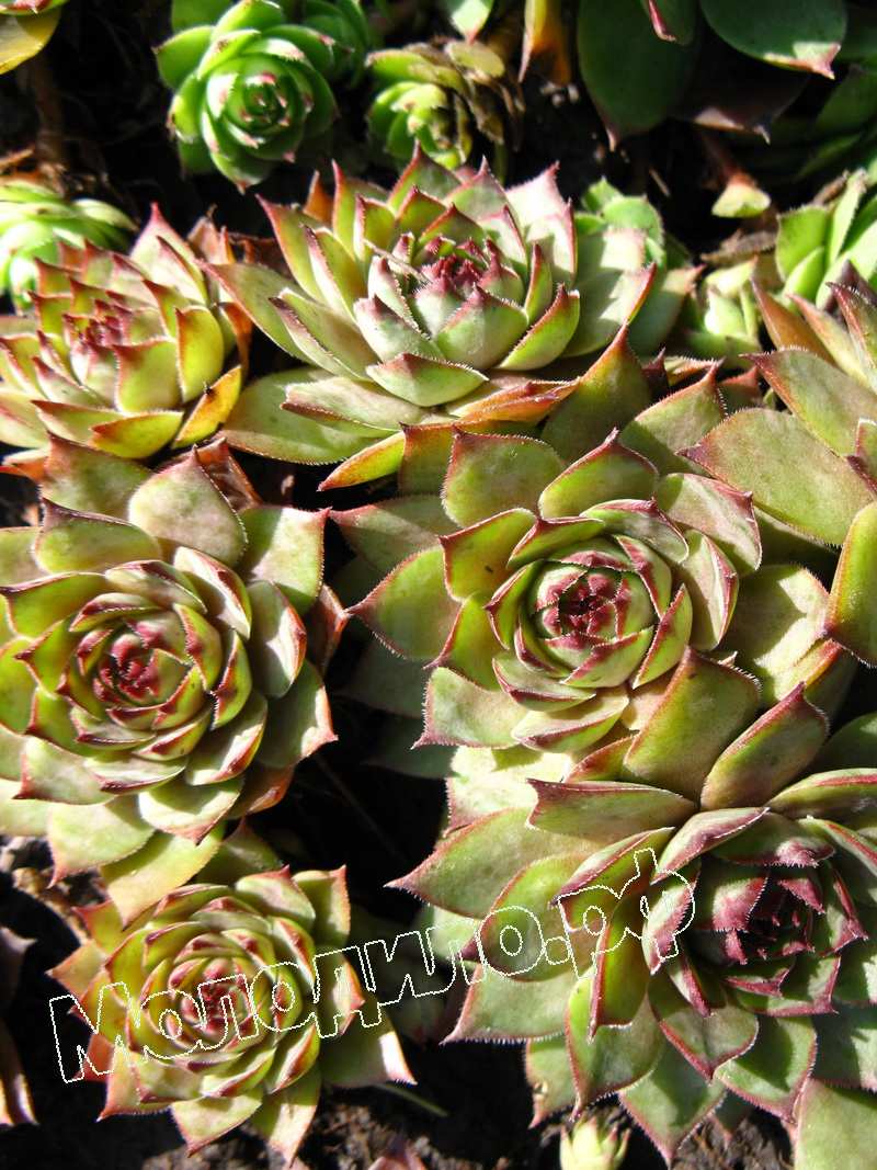 Sempervivum