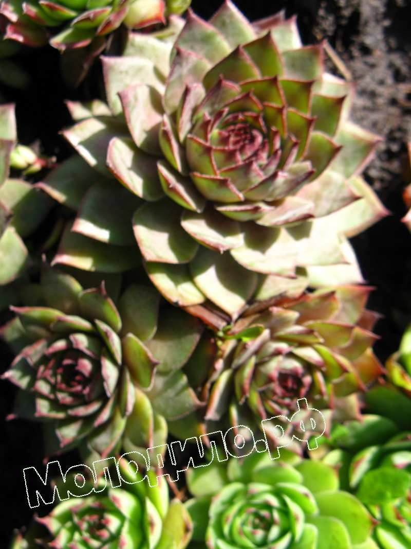 Sempervivum