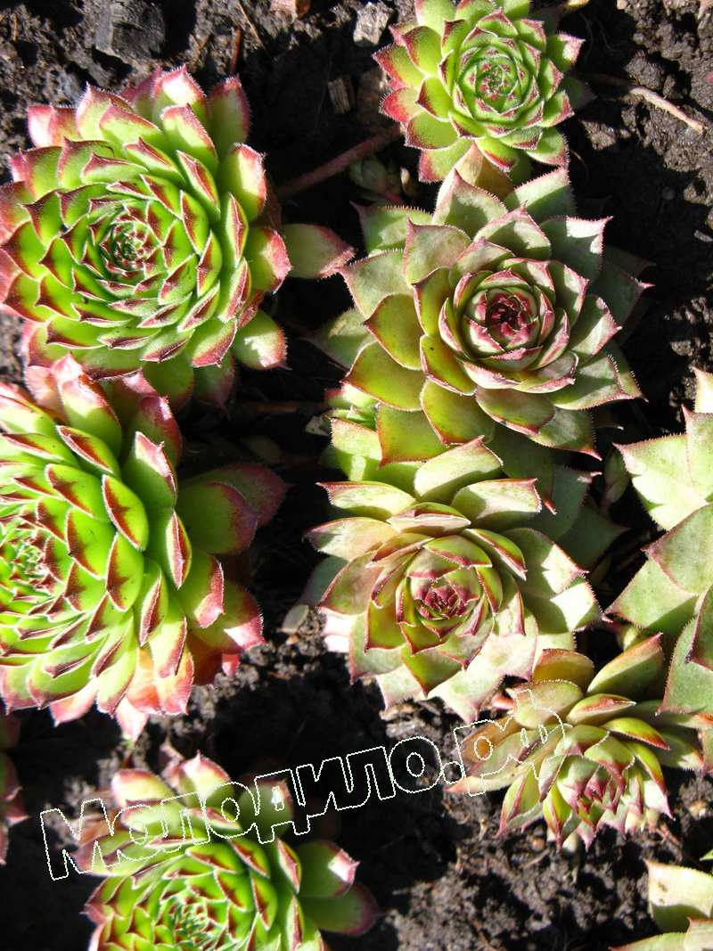 Sempervivum