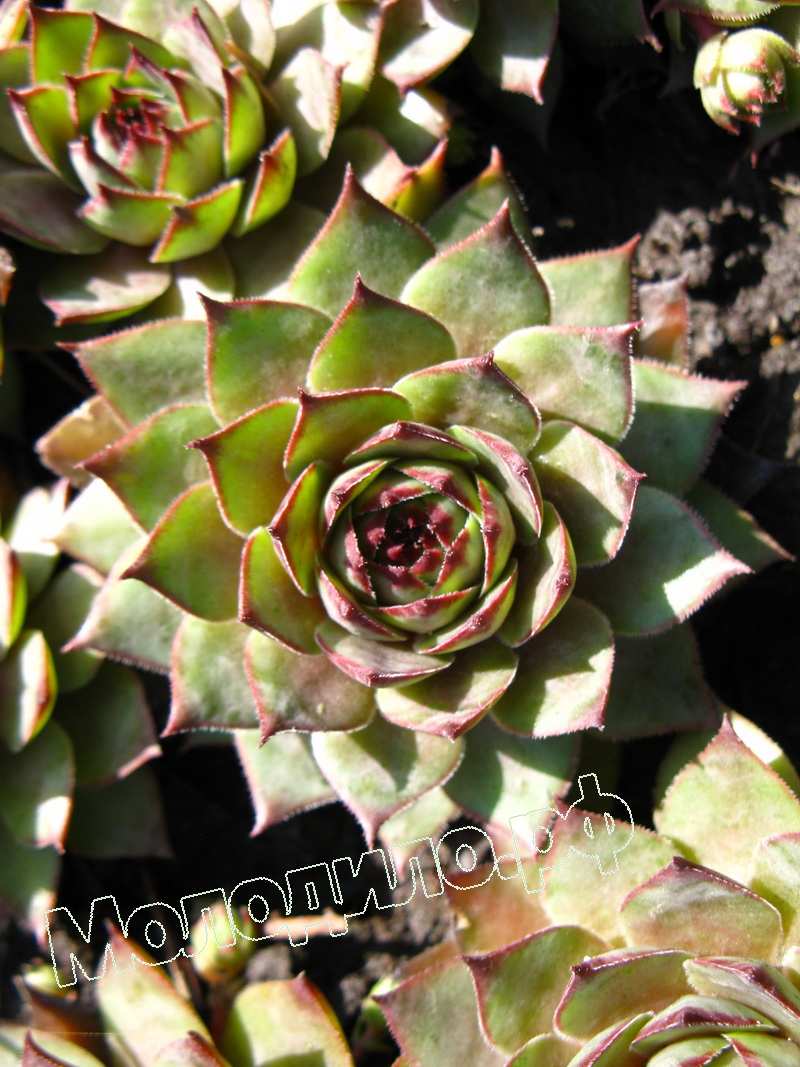 Sempervivum