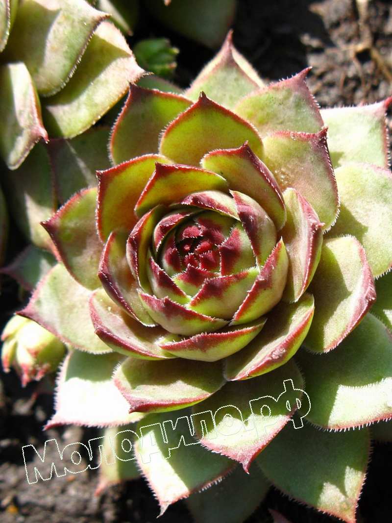 Sempervivum