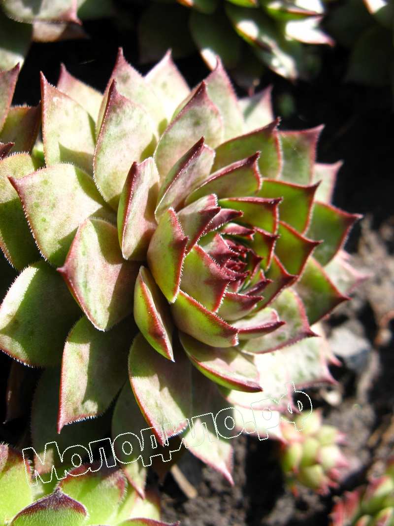 Sempervivum