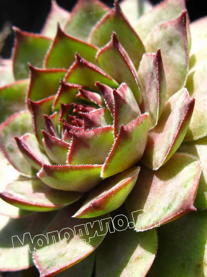 Sempervivum