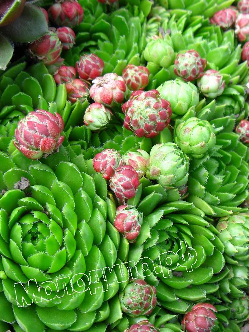 Sempervivum