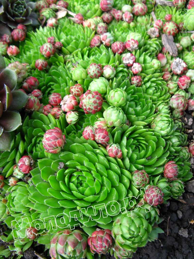 Sempervivum