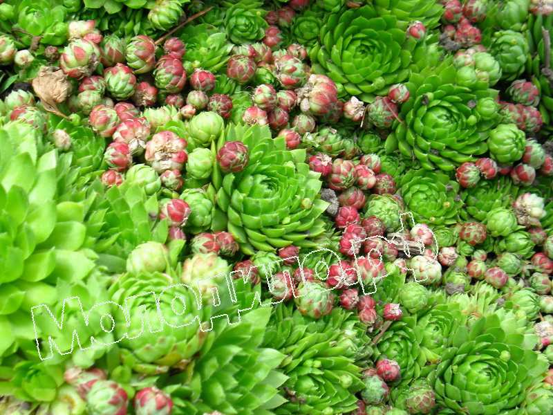 Sempervivum