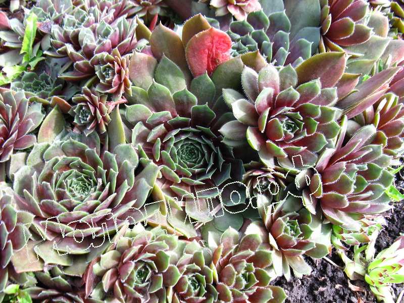 Sempervivum