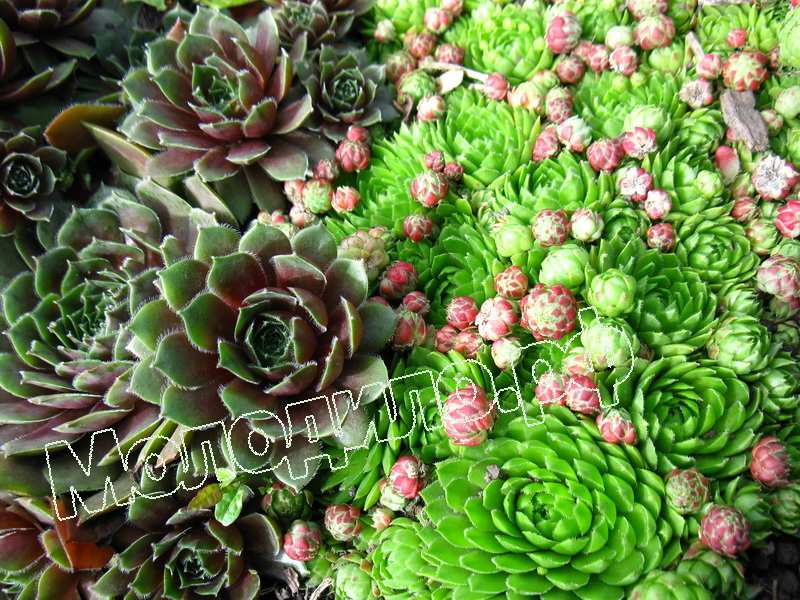 Sempervivum