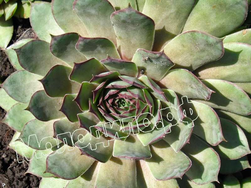 Sempervivum