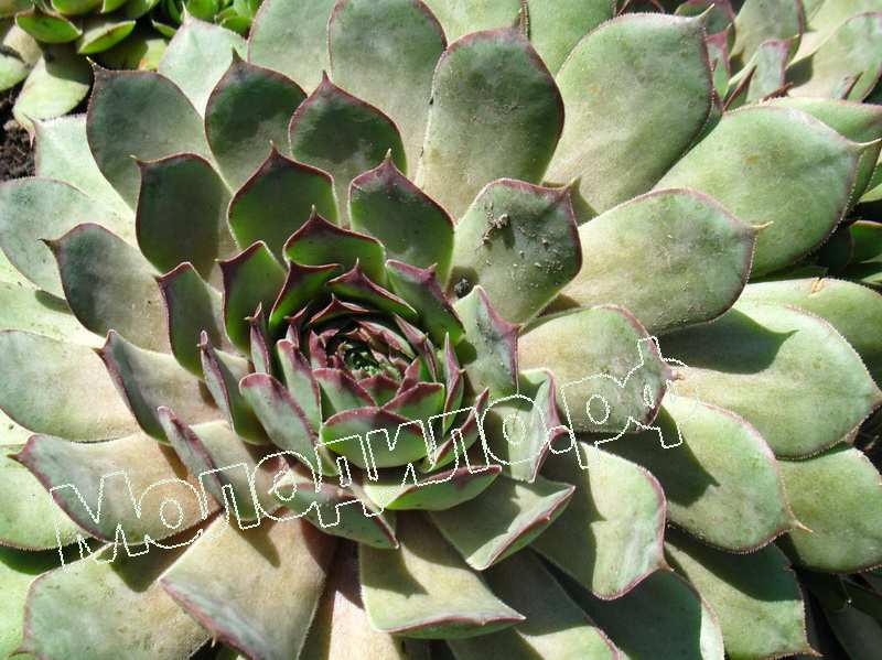 Sempervivum