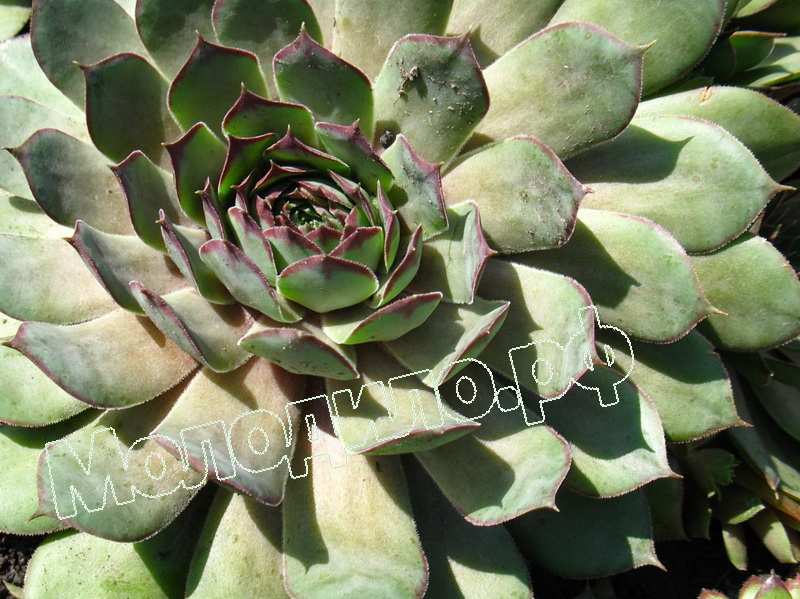 Sempervivum